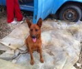 Η «Οδύσσεια» μια σκυλίτσας που μια δασκάλα έσωσε στις Άνω Αρχάνες Ηρακλείου Κρήτης